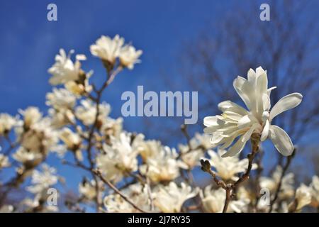 Magnifique Magnolia X Loebneri encore fleurs contre ciel bleu profond Banque D'Images