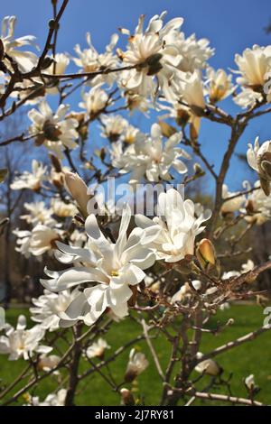 Magnifique Magnolia X Loebneri encore fleurs contre ciel bleu profond Banque D'Images