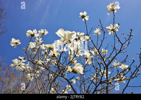 Magnifique Magnolia X Loebneri encore fleurs contre ciel bleu profond Banque D'Images