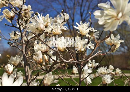 Magnifique Magnolia X Loebneri encore fleurs contre ciel bleu profond Banque D'Images