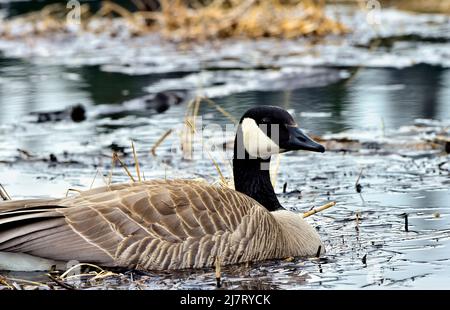 Une bernache canadienne (Branta canadensis), qui se repose dans une région marécageuse du Canada rural de l'Alberta Banque D'Images