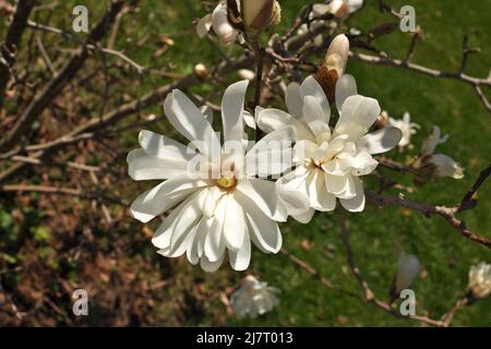 Gros plan des fleurs encore de Magnolia X Loebneri sur Tree Bush Branch Banque D'Images