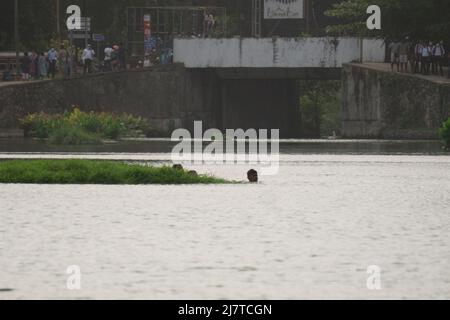 Colombo, Sri Lanka.9th mai 2022. Des manifestants anti-gouvernement furieux ont poussé des dizaines de personnes dans le lac Beira peu profond près des arbres du Temple. Banque D'Images