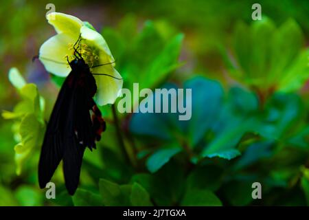 Un papillon noir sur la fleur dans le jardin de jour Banque D'Images