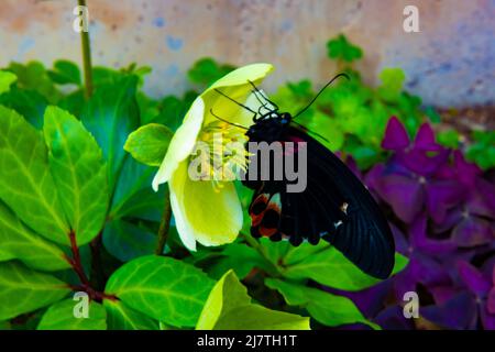 Un papillon noir sur la fleur dans le jardin de jour Banque D'Images