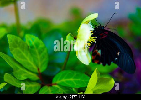 Un papillon noir sur la fleur dans le jardin de jour Banque D'Images