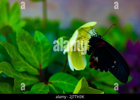 Un papillon noir sur la fleur dans le jardin de jour Banque D'Images