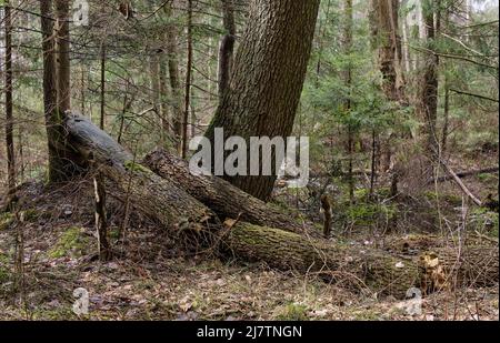 L'aulne brisé a en partie décliné à côté de l'épinette, forêt de Bialowieza, Pologne, Europe Banque D'Images