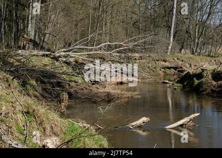 Rivière Narewka au printemps, à proximité du village de Narewka, Podlasie Voivodeship, Pologne, Europe Banque D'Images