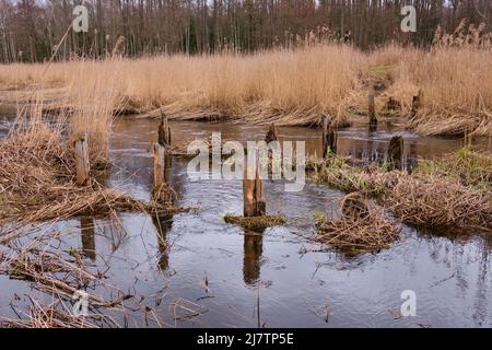 La rivière Narewka au printemps, à proximité du village de Bialowieza avec le vieux pont reste en premier plan, Podlasie Voivodeship, Pologne, Europe Banque D'Images