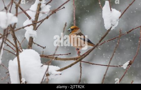 Hawfinch (Coccothrautes coccothrautes), assis près de l'hôtel en chute de neige, Bialowieza Forest, Pologne, Europe Banque D'Images