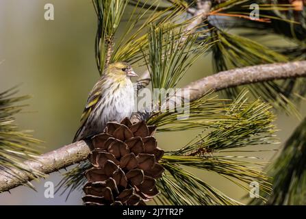 Siskin eurasien (Spinus spinus) au soleil assis sur la branche de pin blanc avec cône en premier plan, Podlaskie Voivodeship, Pologne, Europe Banque D'Images