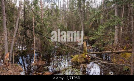 Peuplement de forêt de Swapy avec arbres brisés et eau stagnante autour, forêt de Bialowieza, Pologne, Europe Banque D'Images