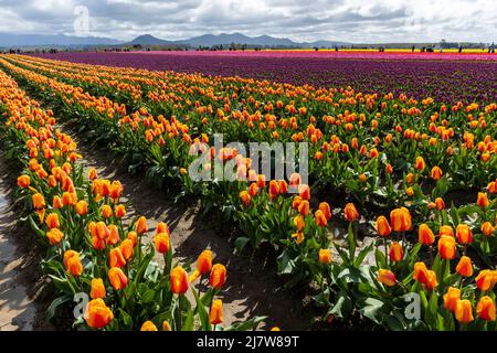 Tulipes vibrantes aux couleurs variées dans la vallée de Skagit, dans l'État de Washington, pendant la saison de printemps Banque D'Images