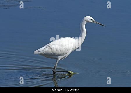 petite promenade dans l'eau Banque D'Images