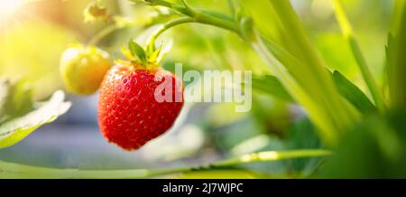 Gros plan vue panoramique sur les fruits de la fraise dans le jardin Banque D'Images