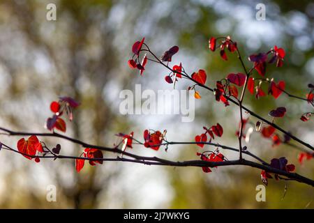 Forêt de Pansy Redbud, cerci canadensis, mûrissement au boron Banque D'Images