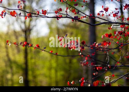 Forêt de Pansy Redbud, cerci canadensis, mûrissement au boron Banque D'Images