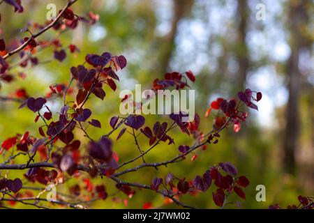 Forêt de Pansy Redbud, cerci canadensis, mûrissement au boron Banque D'Images