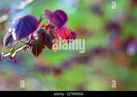 Forêt de Pansy Redbud, cerci canadensis, mûrissement au boron Banque D'Images