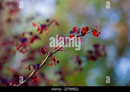 Forêt de Pansy Redbud, cerci canadensis, mûrissement au boron Banque D'Images