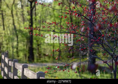 Forêt de Pansy Redbud, cerci canadensis, mûrissement au boron Banque D'Images