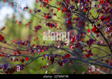 Forêt de Pansy Redbud, cerci canadensis, mûrissement au boron Banque D'Images