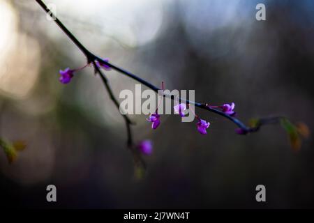 Forêt de Pansy Redbud, cerci canadensis, mûrissement au boron Banque D'Images