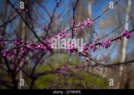 Les arbres rouges violets fleurissent au printemps Banque D'Images