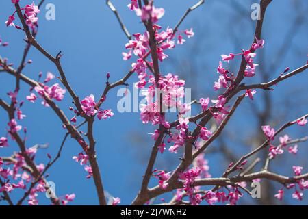 Les arbres rouges violets fleurissent au printemps Banque D'Images