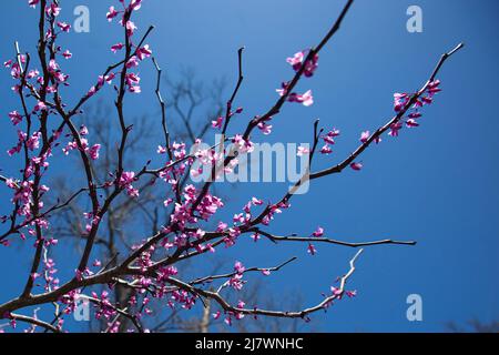 Les arbres rouges violets fleurissent au printemps Banque D'Images