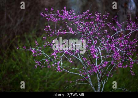 Les arbres rouges violets fleurissent au printemps Banque D'Images