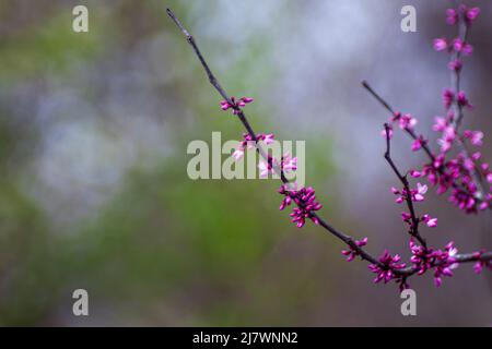 Les arbres rouges violets fleurissent au printemps Banque D'Images