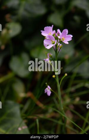 Peu de fleurs violettes Banque D'Images