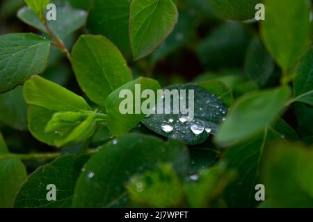 Après la pluie Banque D'Images