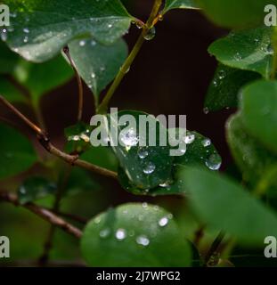 Après la pluie Banque D'Images