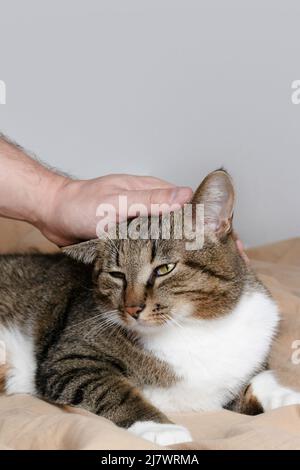 Chat tabby domestique gris à motif shorthair allongé dans le lit. Homme main de course animal domestique. Banque D'Images