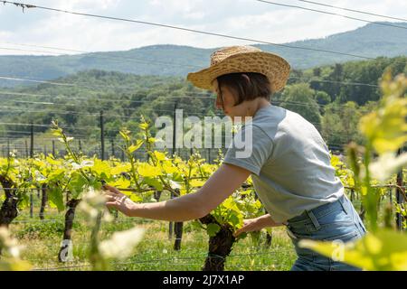 Vigneron Farmworker, femme aux cheveux bruns, t-shirt gris, jeans et chapeau de paille vérifiant la qualité de ses plantes à vin Banque D'Images