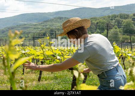 Vigneron Farmworker, femme aux cheveux bruns, t-shirt gris, jeans et chapeau de paille vérifiant la qualité de ses plantes à vin Banque D'Images