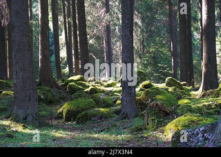 Une scène de conte de fées dans les bois: La lumière du soleil jouant avec les arbres de forêt, Bucegi montagnes, Roumanie Banque D'Images