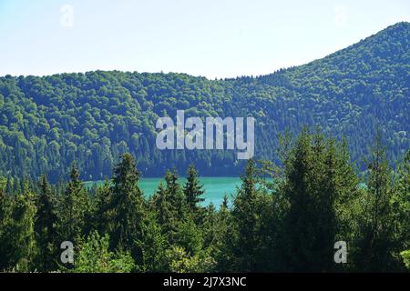 La forêt environnante du lac Sfanta Ana, le seul lac cratère de Roumanie Banque D'Images