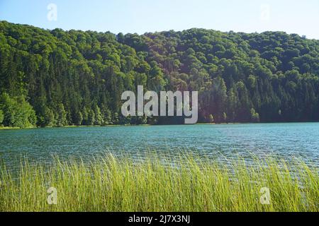 Sur les rives du lac Sfanta Ana, le seul lac cratère de Roumanie, avec fond de forêt Banque D'Images