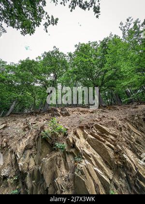 Vue à angle bas de la roche sous des arbres à feuilles caduques vertes d'une forêt de hêtre le long d'un chemin de randonnée au parc national Eifel en Allemagne Banque D'Images
