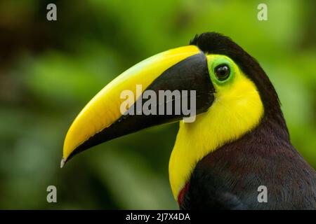 Toucan noir-mandibule (Ramphastos ambiguus) anciennement connu sous le nom de Toucan de châtaigne-mandibule, Colombie Banque D'Images