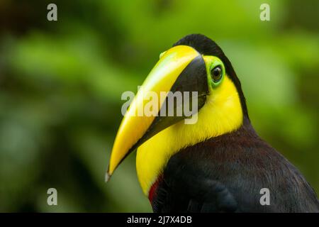 Toucan noir-mandibule (Ramphastos ambiguus) anciennement connu sous le nom de Toucan de châtaigne-mandibule, Colombie Banque D'Images