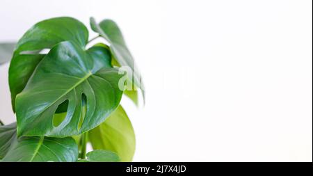 Maison de Monstera deliciosa en plein soleil. Banque D'Images