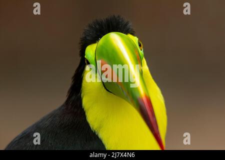 Photo de la tête de la Toucan à bec de quille (Ramphastos sulfuratus) montrant le bec coloré, en Colombie Banque D'Images