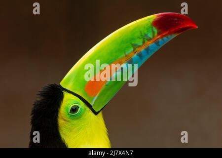 Photo de la tête de la Toucan à bec de quille (Ramphastos sulfuratus) montrant le bec coloré, en Colombie Banque D'Images