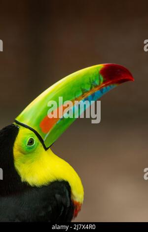 Photo de la tête de la Toucan à bec de quille (Ramphastos sulfuratus) montrant le bec coloré, en Colombie Banque D'Images