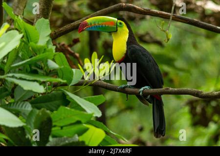 Photo du toucan à bec de quille (Ramphastos sulfuratus) perçant sur la branche, en Colombie Banque D'Images